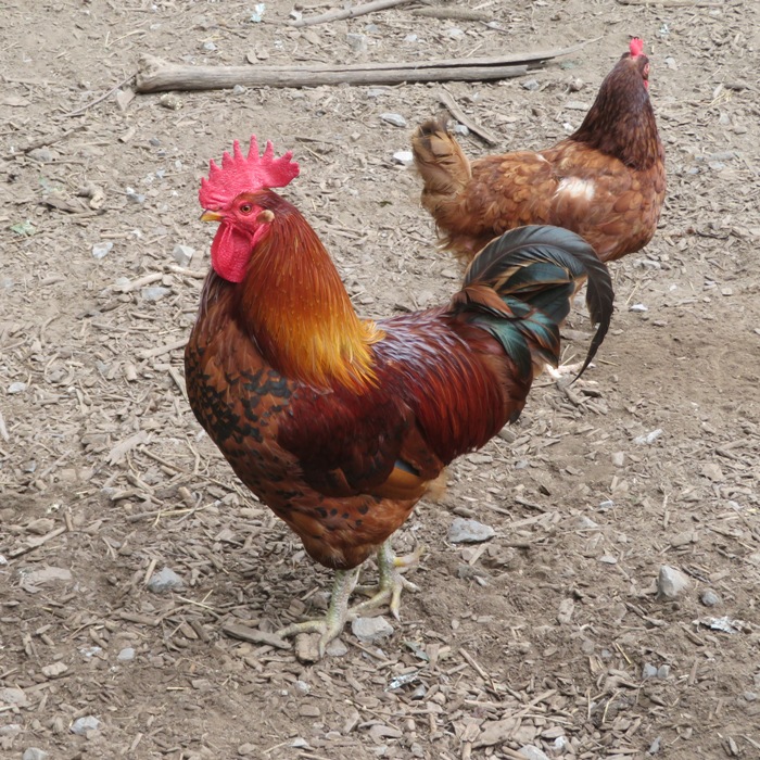 Rhode Island Red rooster