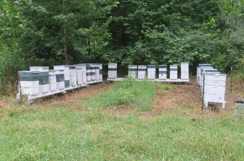 About 30 beehives