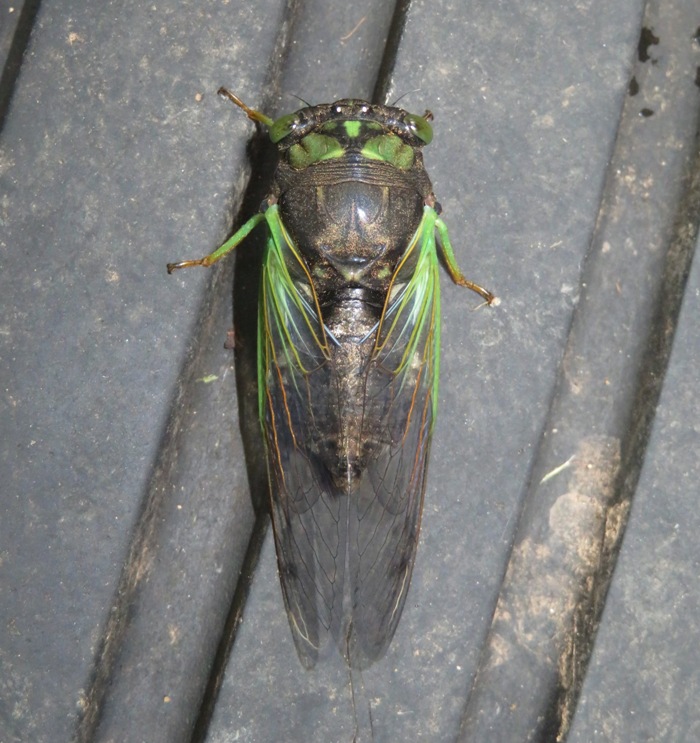 Green-eyed cicada