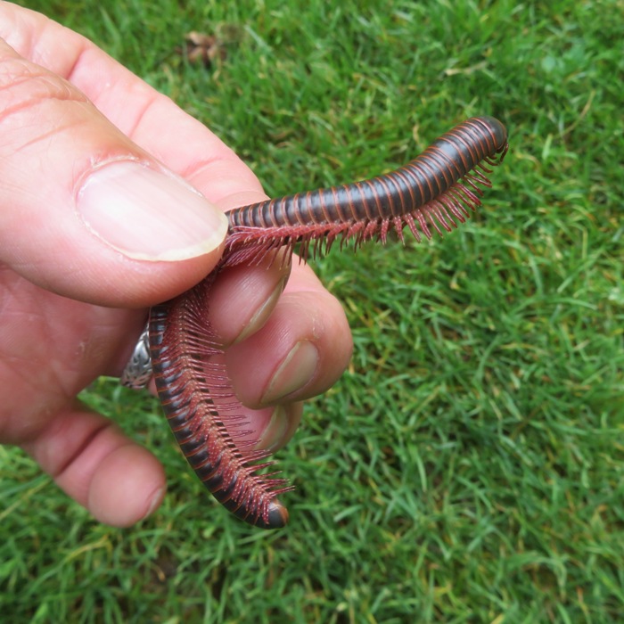 Millipede