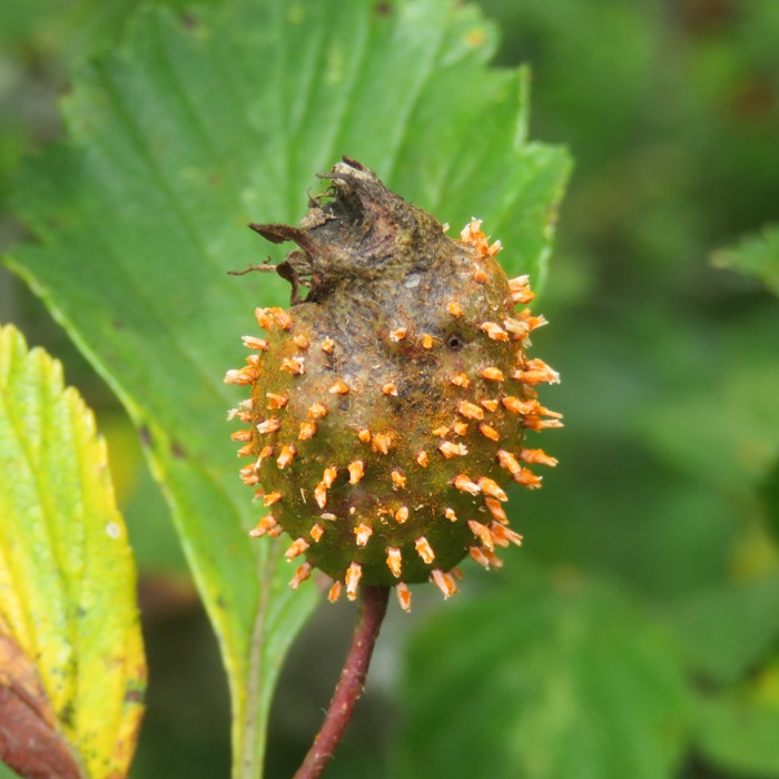 Cedar-quince rust on host