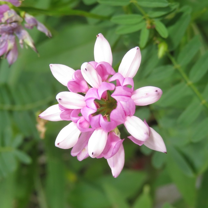 Pink and white flower of the genus Securigera