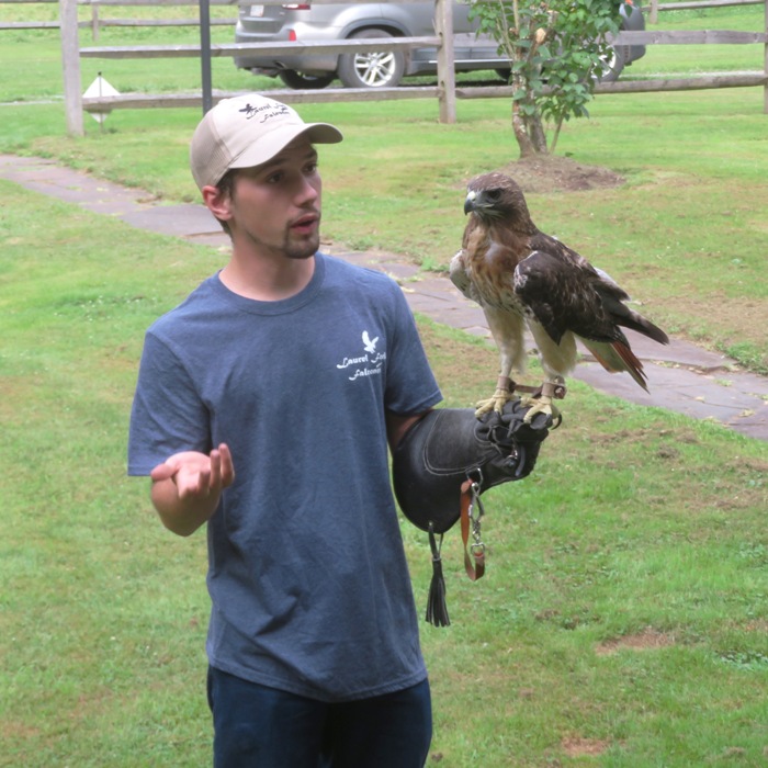 Red-tailed hawk