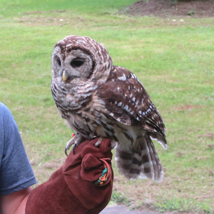 Barred owl