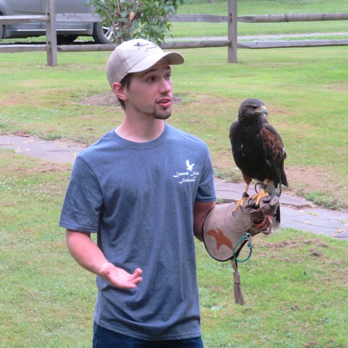 Harris's hawk