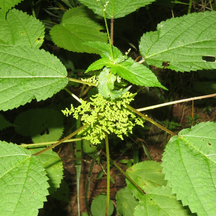 Wood nettle