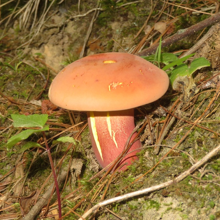 Red mushroom