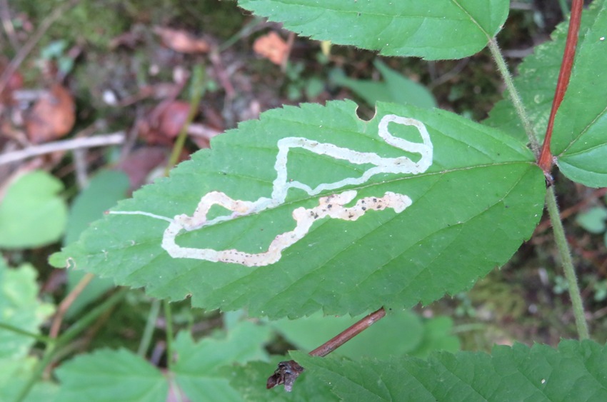 A leaf damaged by leaf miners