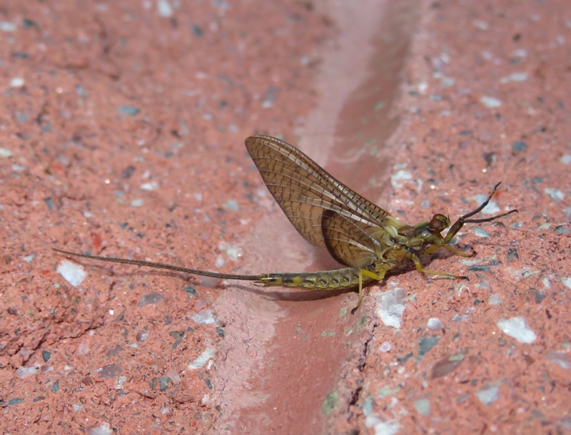 Mayfly on brick wall