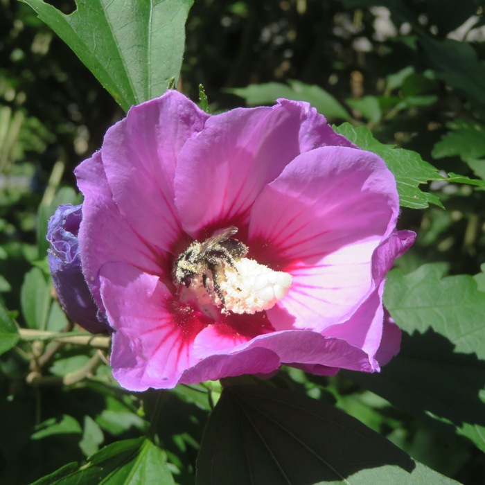 Bee covered in pollen in a rose of Sharon