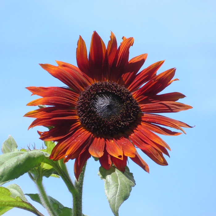 Red sunflower in garden