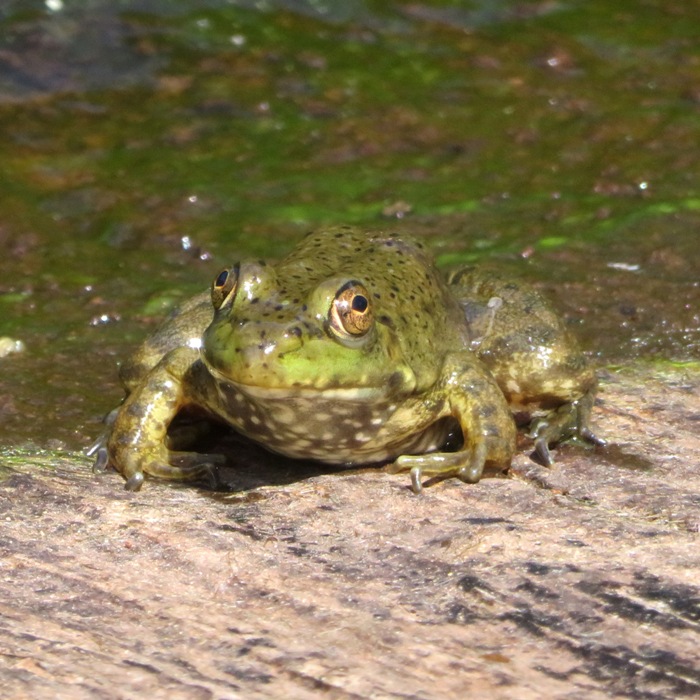 Green frog