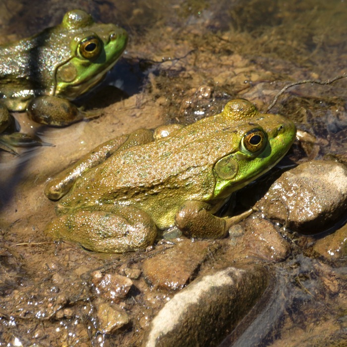 Green frog