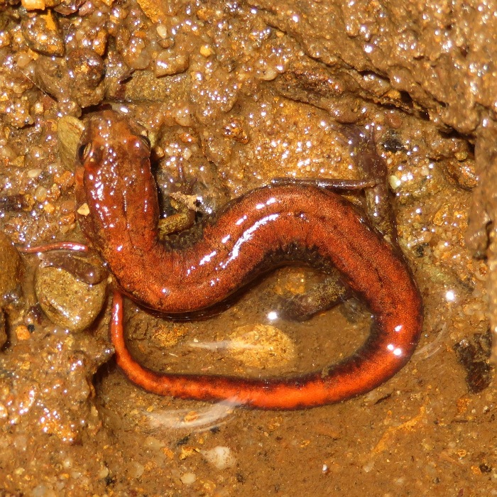 Salamander of the genus Desmognathus