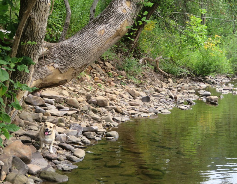 Daphne at the edge of Pine Creek