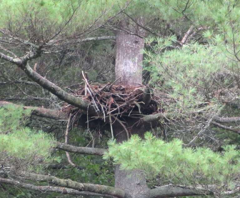 Bald eagle nest