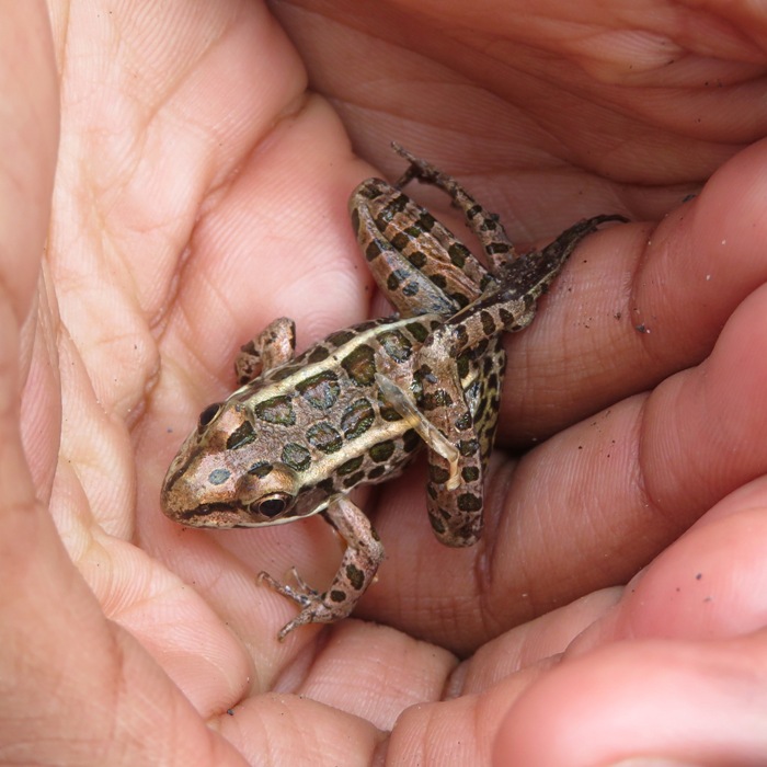 Pickerel frog