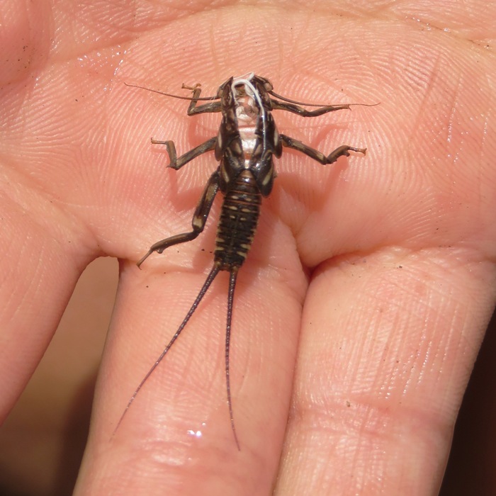 Mayfly exuvia with its head and one leg missing