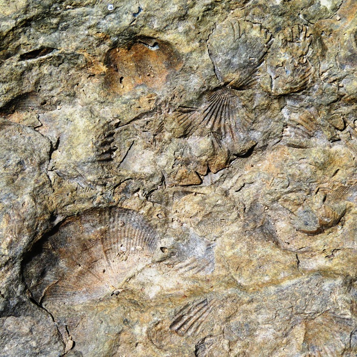 Rock where shells left their imprint