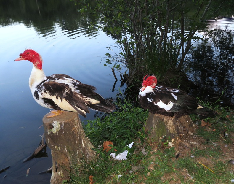 Two muscovy ducks