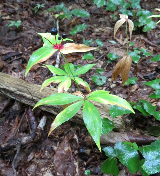 Indian cucumber-root