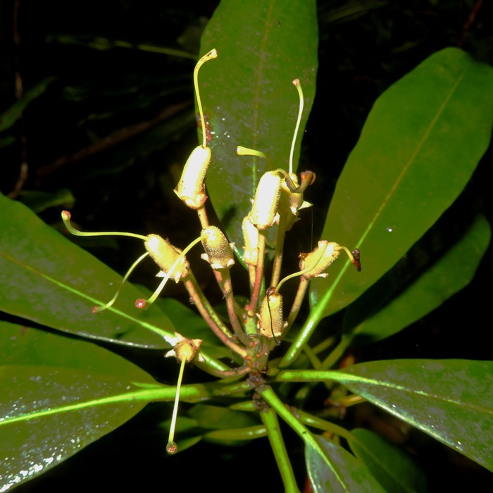 Rhododendron