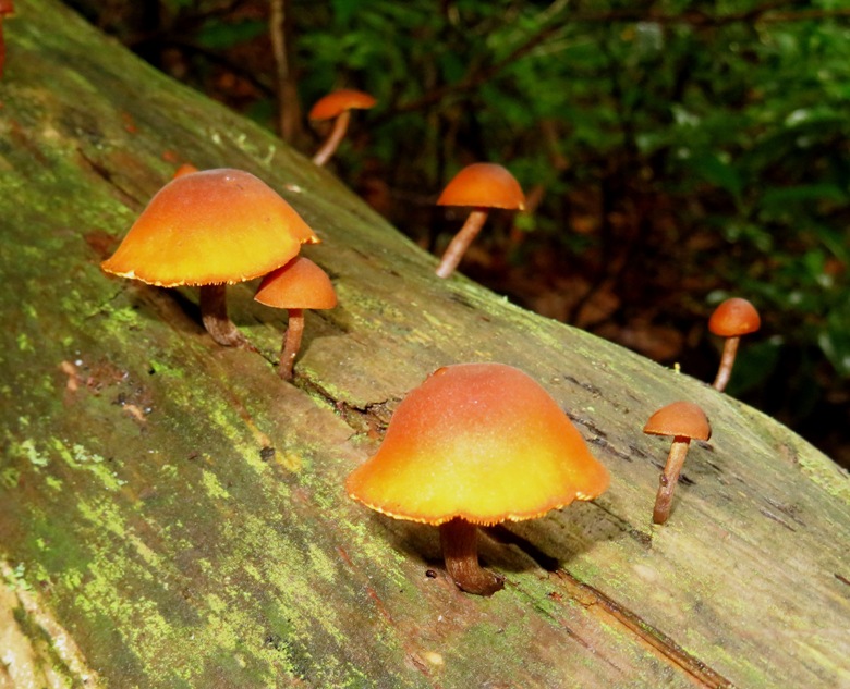 Orange mushrooms