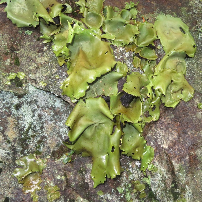 Rock tripe lichen