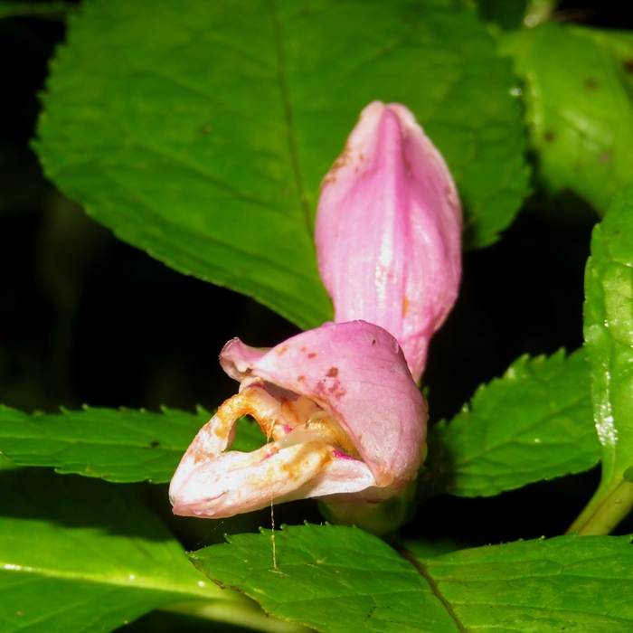 Pink turtlehead flowers