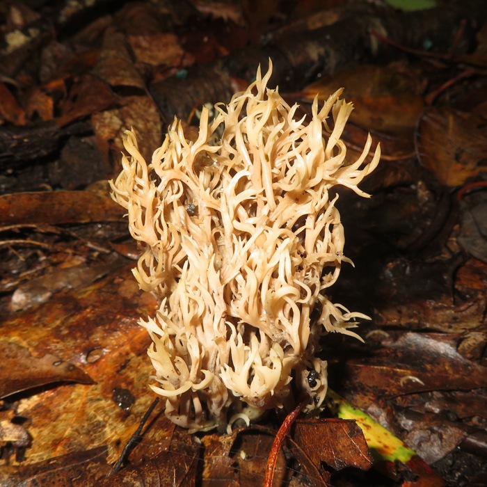 White coral fungus