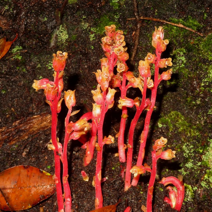 Red Indian pipe, which is rare