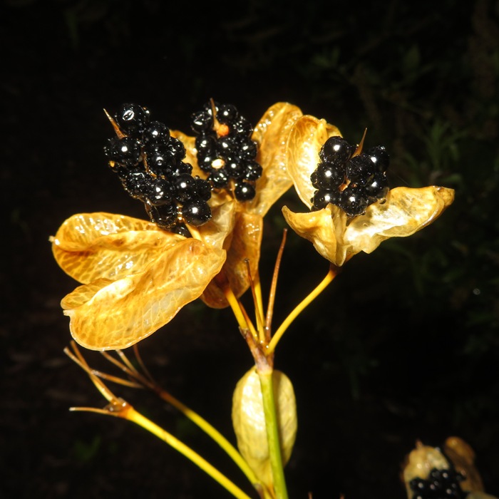 Fruiting blackberry lily