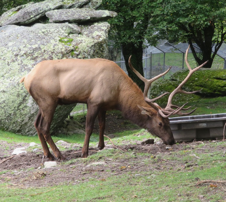 North American elk feeding