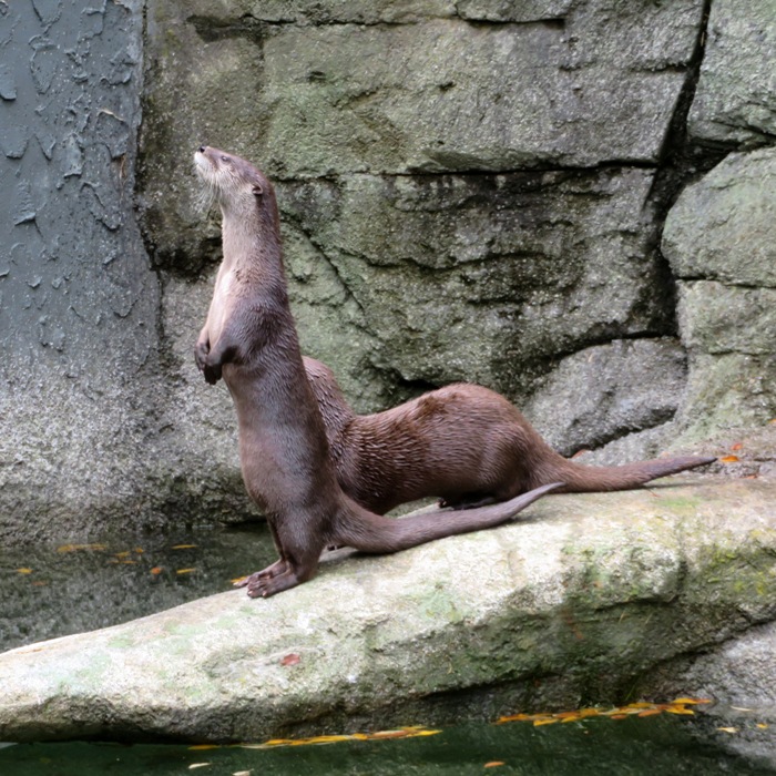 North American river otters