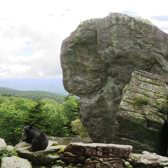 American black bear sticking its tongue out