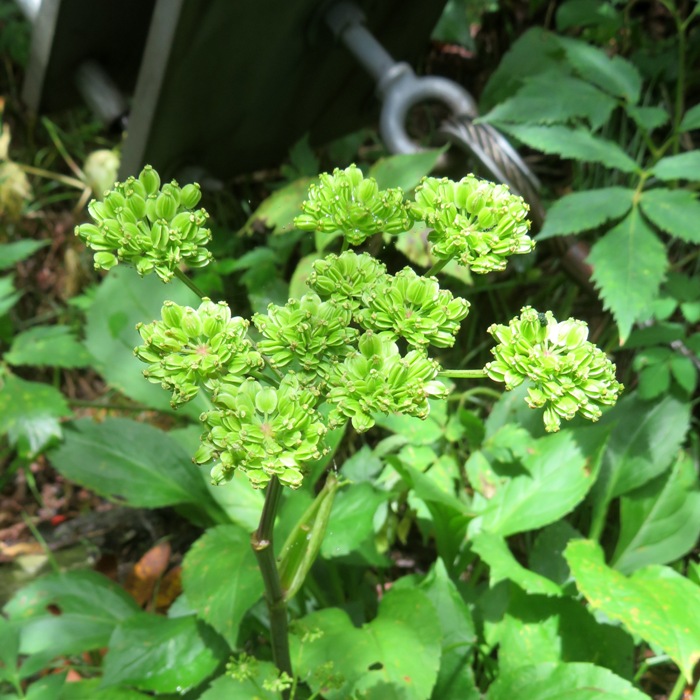 Plant likely of the Angelica genus