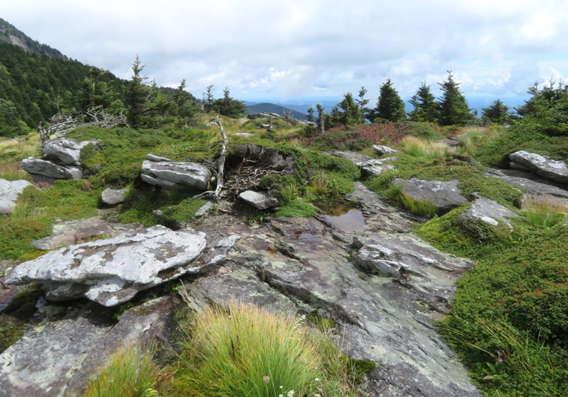 Scrub vegetation with rocks