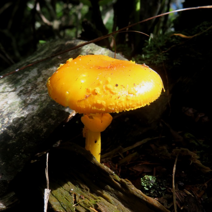 Orange mushroom