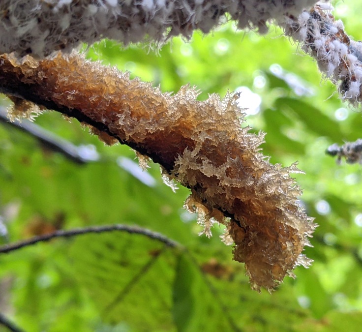 Beech blight sooty mold