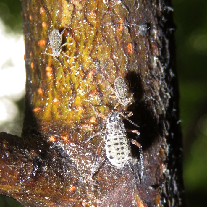 Giant bark aphids