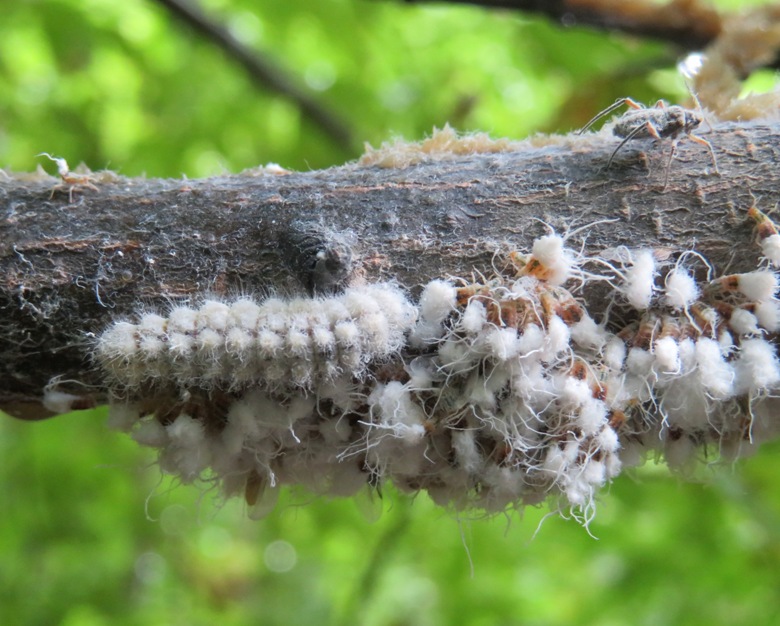 Harvester butterfly caterpillar on branch with aphids