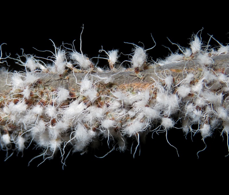 Beech blight aphids on branch