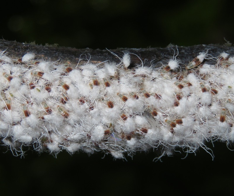 Lots of beech blight aphids on branch