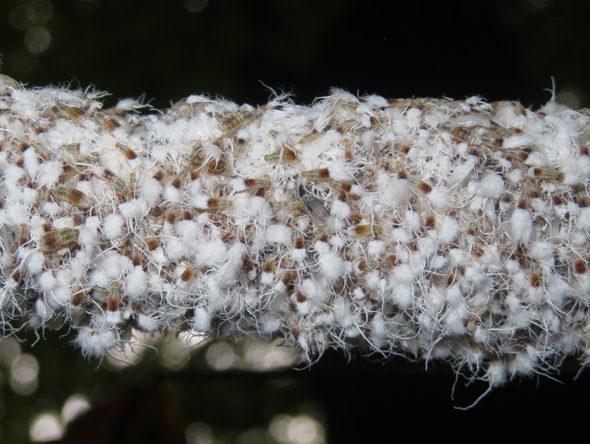 Branch containing the most beech blight aphids