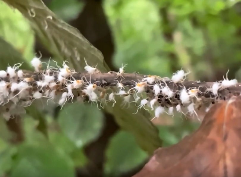 Beech blight aphids twerking