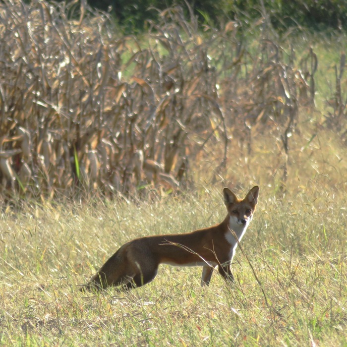 Red fox with corn field behind