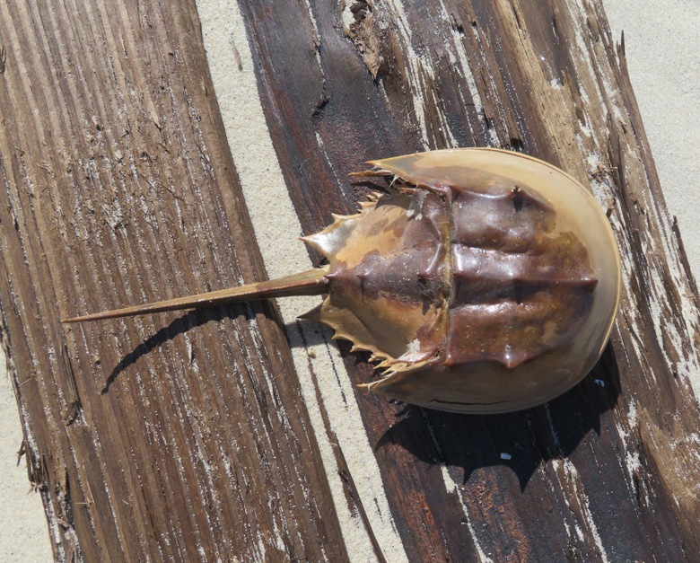 Dead horseshoe crab