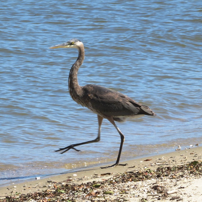 Great blue heron walking