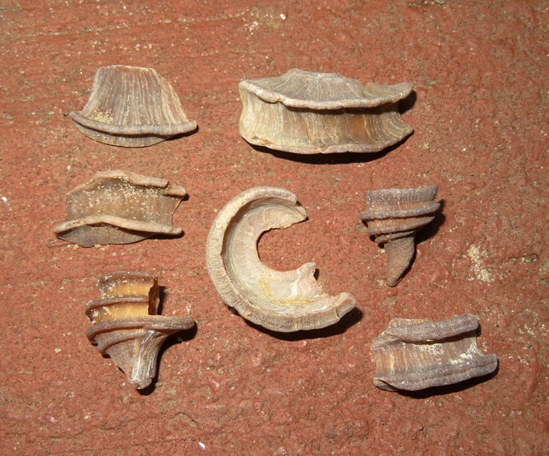 Pieces of Ecphora gardnerae gardnerae (Wilson)