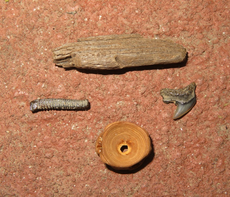 Fossils that I found